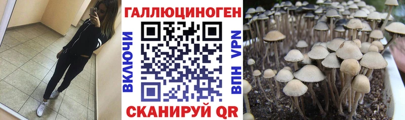 закладка  площадка клад  Псилоцибиновые грибы мицелий  Ельня 